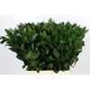 Ruscus aculeatus   ...groot blad