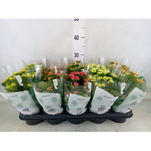 Kalanchoe blos. 'RosDon Collection'