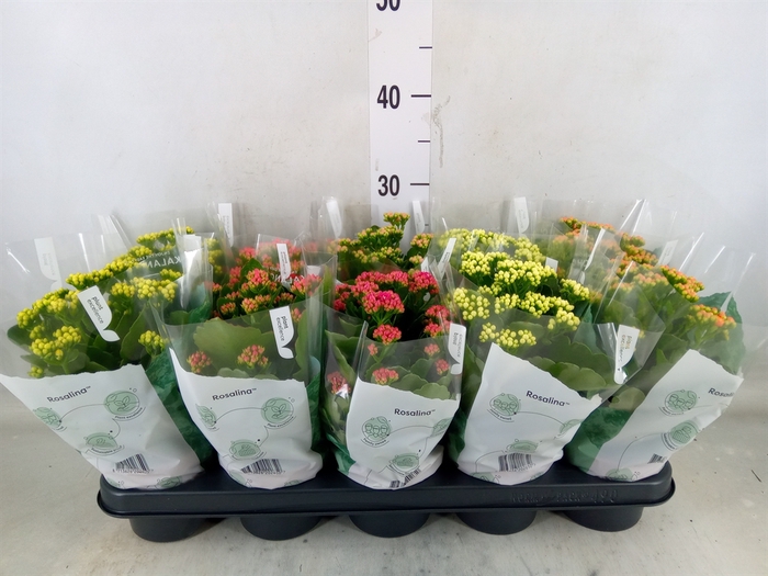 <h4>Kalanchoe blos. 'RosDon Collection'</h4>