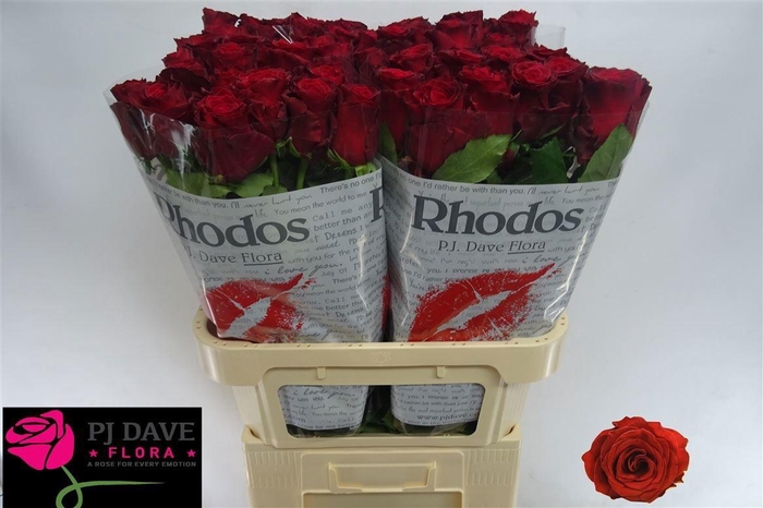 <h4>R GR RHODOS</h4>