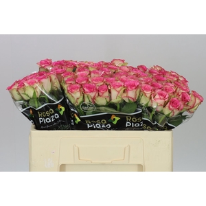 Rosa Gr Monique