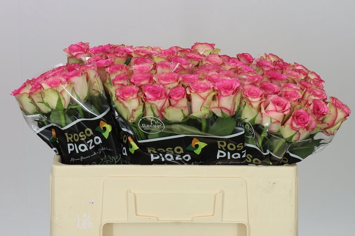 <h4>Rosa Gr Monique</h4>