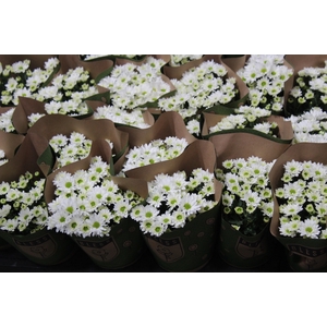 CRISANTEMO MINI P11 BRANCO