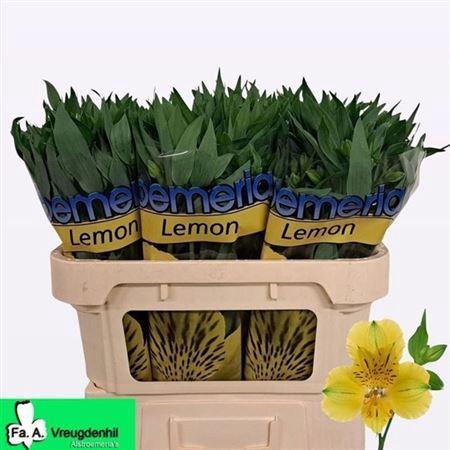 <h4>Alstr Lemon</h4>