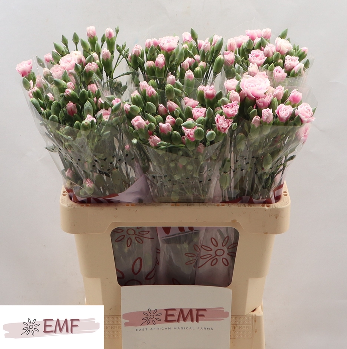 <h4>Di Tr Fancy Frill</h4>