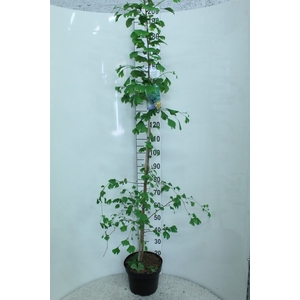 Ginkgo biloba   ...