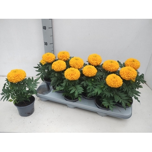 TAG ER TAISHAN GOLD