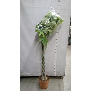 Pachira aquatica