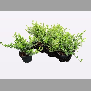 EUONYMUS F EM GAIETY