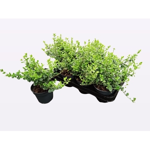 EUONYMUS F EM GAIETY