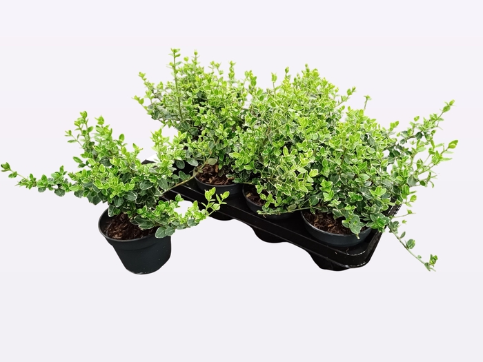 <h4>EUONYMUS F EM GAIETY</h4>