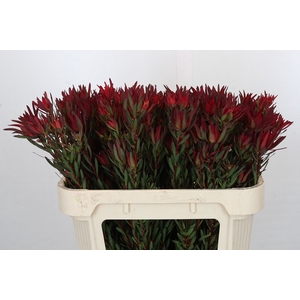 Leucadendron Blush Spray