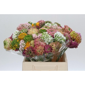 Ranunculus Pon Pon Rainbow