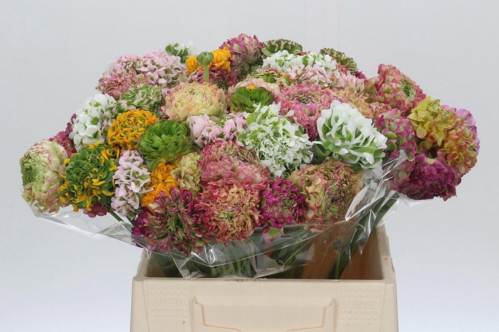 <h4>Ranunculus Pon Pon Rainbow</h4>