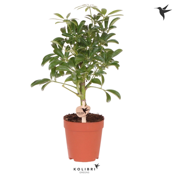 <h4>Kolibri Greens Schefflera op stam</h4>