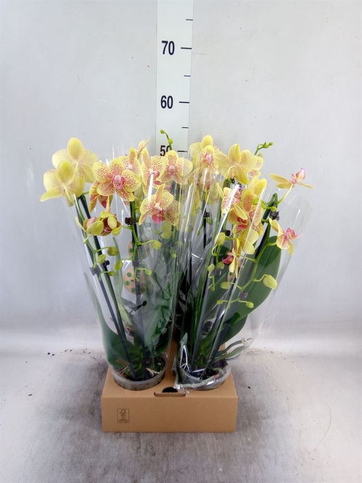 <h4>Phalaenopsis  'Elegant Cascade'</h4>