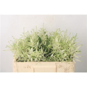 Astilbe Wasingthon White