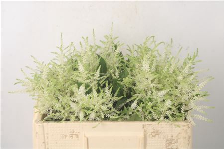 <h4>Astilbe Wasingthon White</h4>