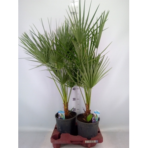 Chamaerops humilis