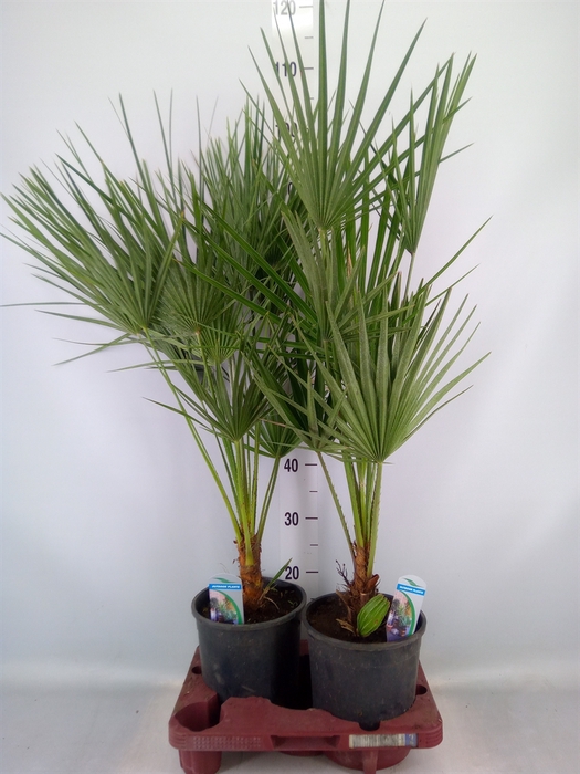 <h4>Chamaerops humilis</h4>