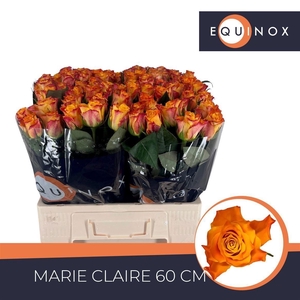 Rosa grootbloemig Marie-Claire!