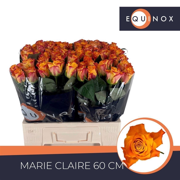 <h4>Rosa grootbloemig Marie-Claire!</h4>