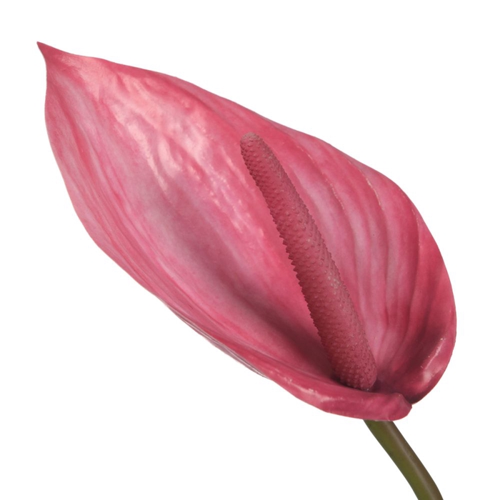 Af Anthurium L85cm Pink