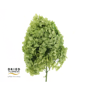 Dried Bleached Hydrangea Tower Dark Green XXL