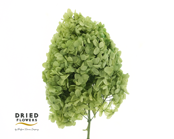 <h4>Dried Bleached Hydrangea Tower Dark Green XXL</h4>