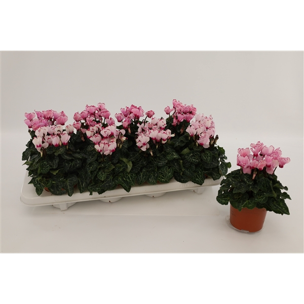 <h4>Cyclaam Victoria Mixtray</h4>