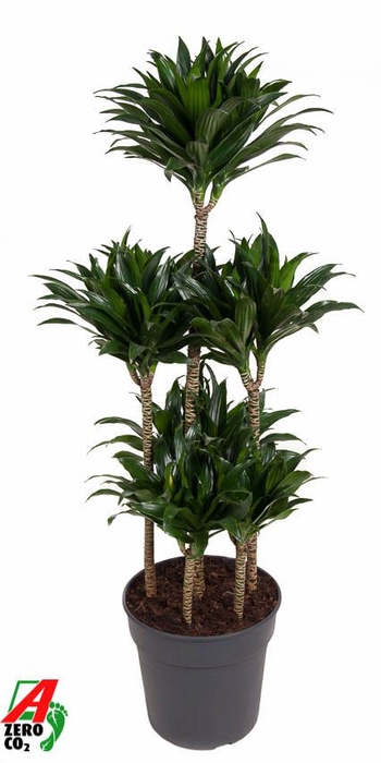 <h4>Dracaena Compacta</h4>