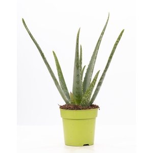 Aloe Vera P&PURE Collection
