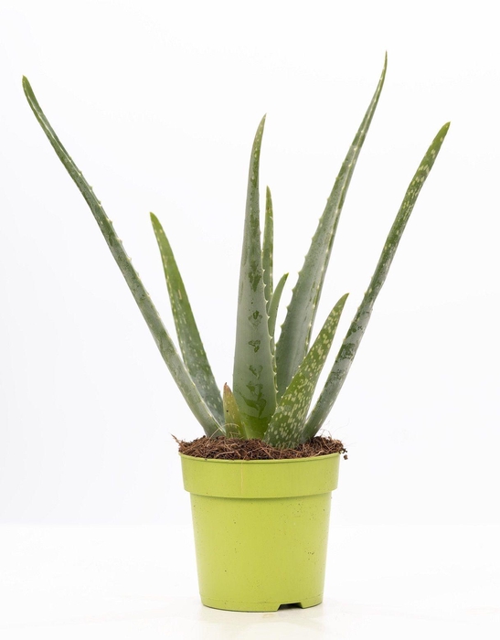 <h4>Aloe Vera P&PURE Collection</h4>