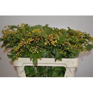 VIBUR OP COMPACTUM