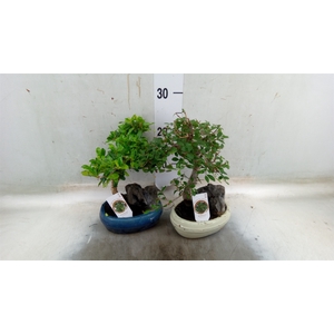 Bonsai   ...mix