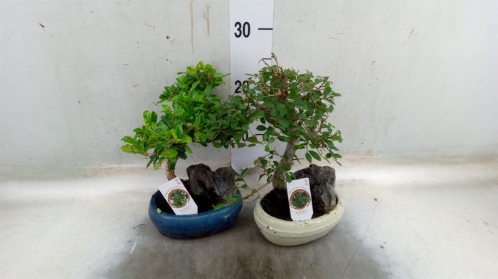 <h4>Bonsai   ...mix</h4>
