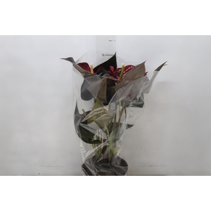 ANTHURIUM DELICATA P17