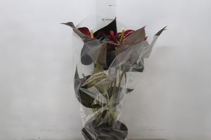 <h4>ANTHURIUM DELICATA P17</h4>