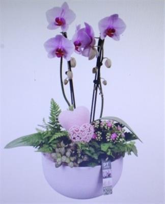 <h4>2218 Ker Roze Phal Xl</h4>