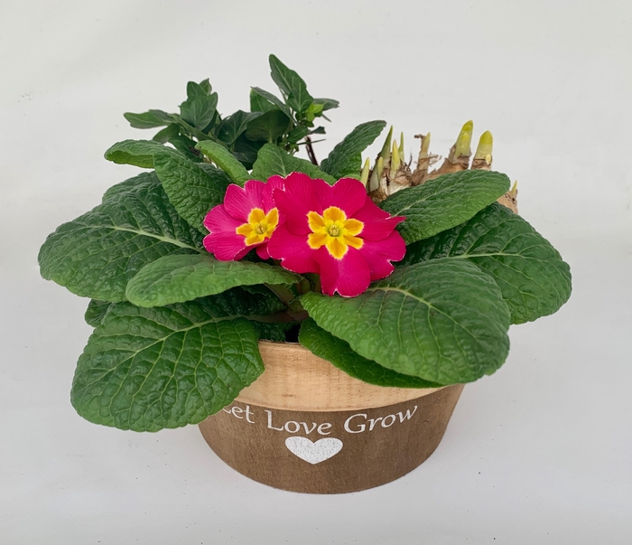 <h4>Primula Hout Rond (Hedera & Tete)</h4>