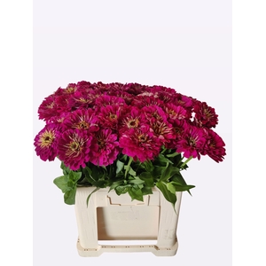 ZINNIA ELEGANS