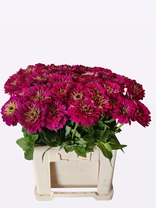 <h4>ZINNIA ELEGANS</h4>