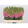 Antirrhinum Opus Pink