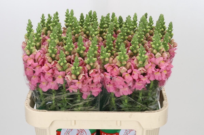 <h4>Antirrhinum Opus Pink</h4>
