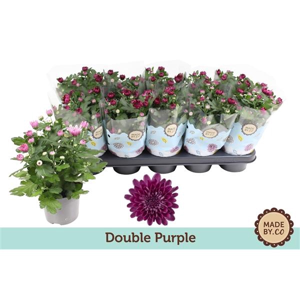 <h4>Chrysant Double Purple</h4>