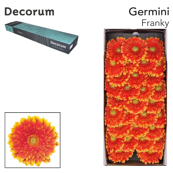 <h4>GE MI FRANKY Doos x60</h4>