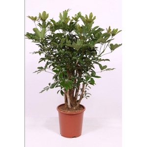 Schefflera Compacta