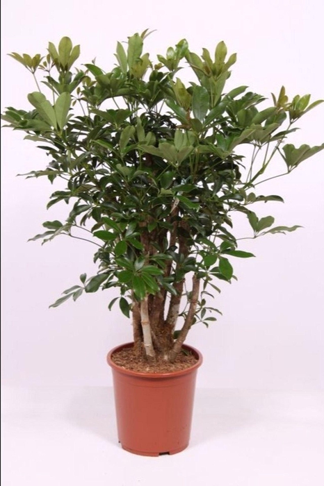 <h4>Schefflera Compacta</h4>