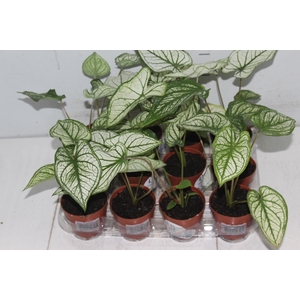 CALADIUM CANDIDUM JUNIOR P09