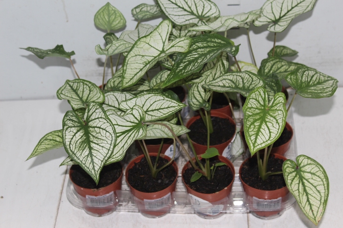 CALADIUM CANDIDUM JUNIOR P09